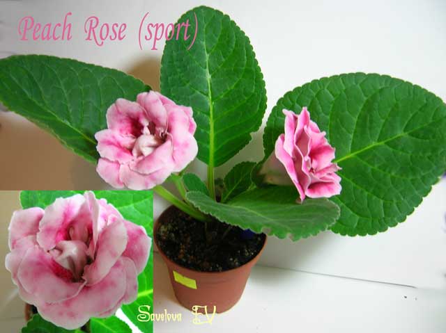 Peach_Rose_sport.jpg