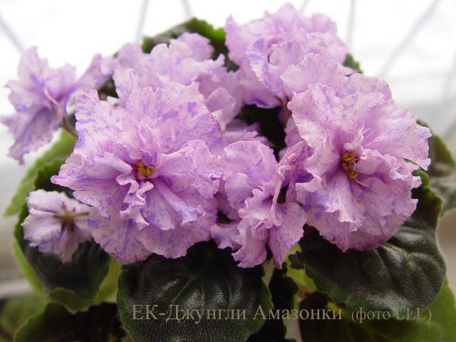 ЕК-Джунгли Амазонки 2.jpg