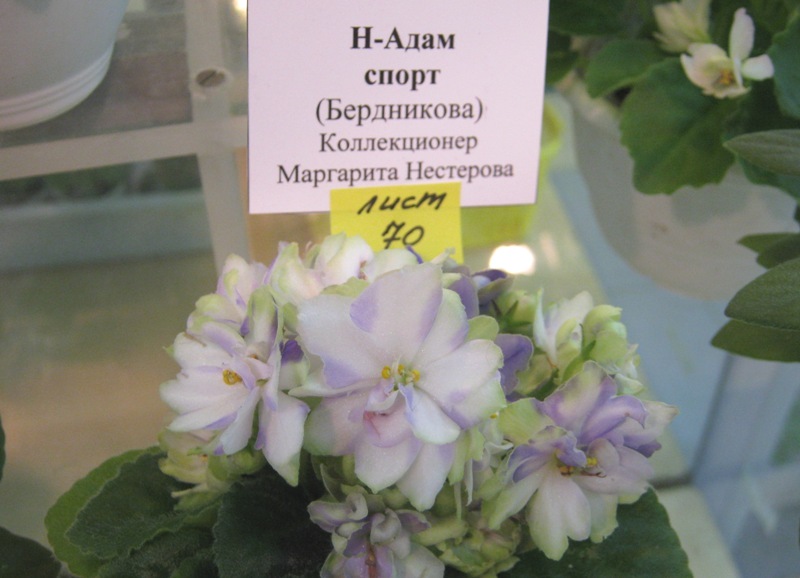IMG_0551.JPG