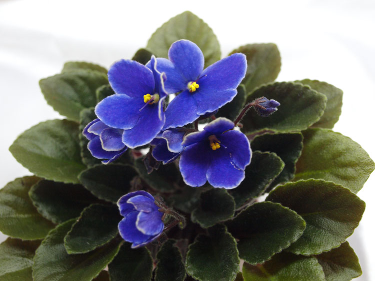 Optimara Little Azurite.jpg