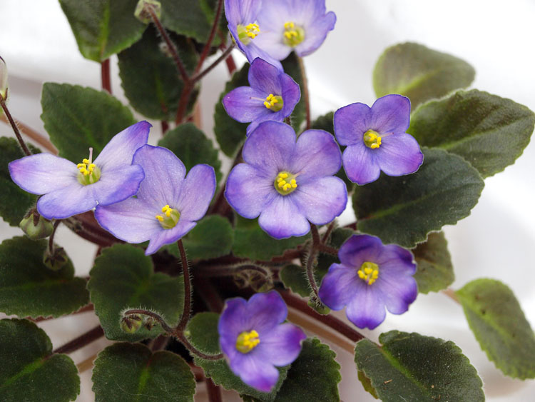 Sea Bells.jpg