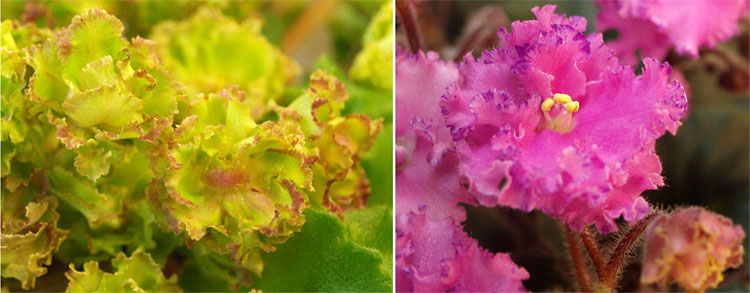 Allegro Pink Pistachio,  Imp's Amethyst Shards.jpg