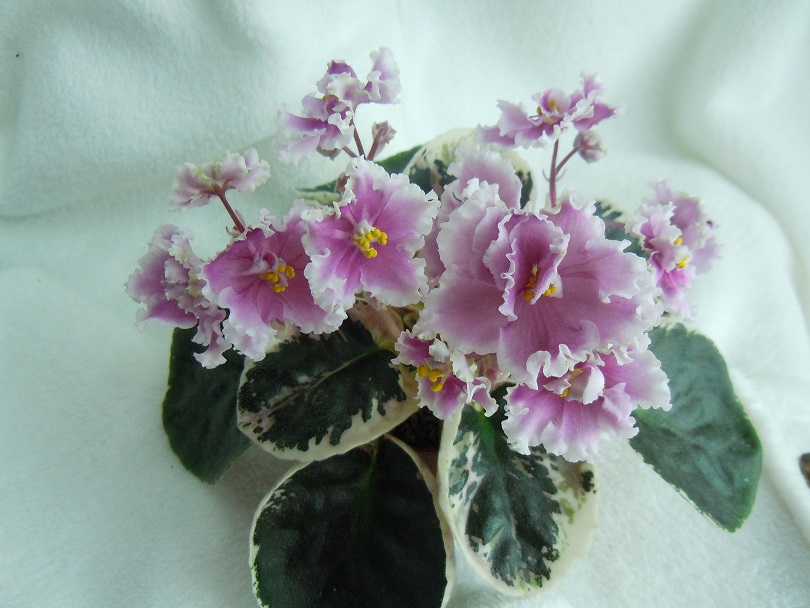 DSCN8843.JPG
