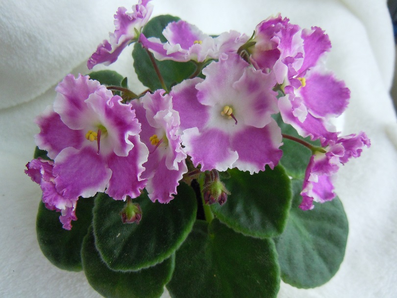 DSCN8869.JPG