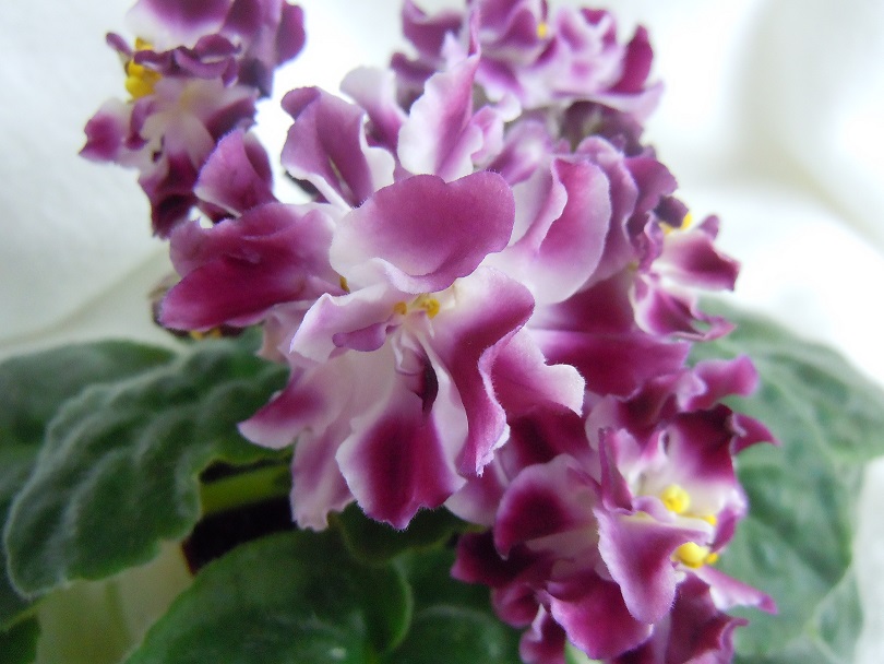 DSCN8873.JPG