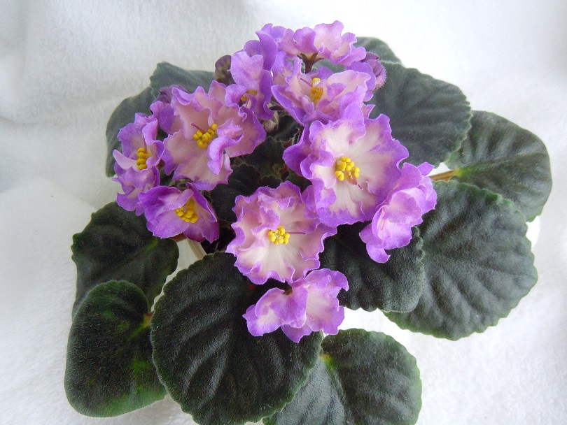 DSCN8841.JPG