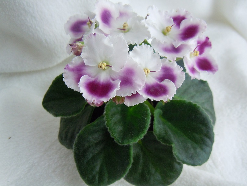DSCN8877.JPG