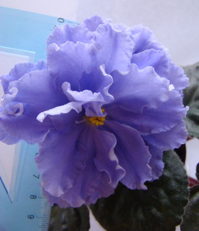 DSC04112.JPG
