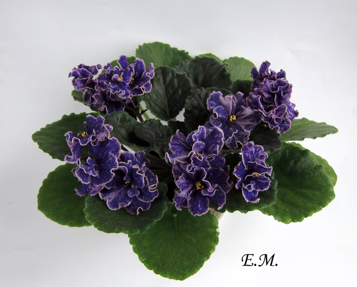 Grape-Glory.jpg