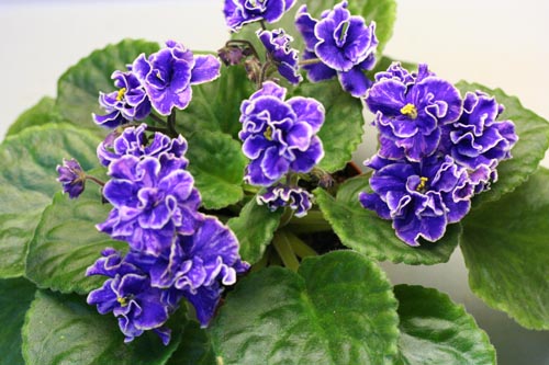 Grape Glory.JPG