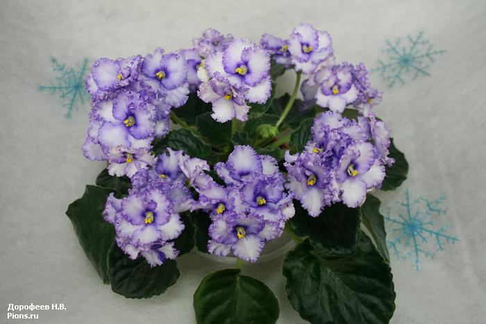 Crystal Plum