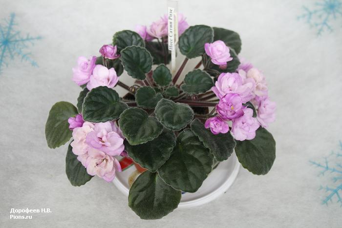 Ness' Satin Rose