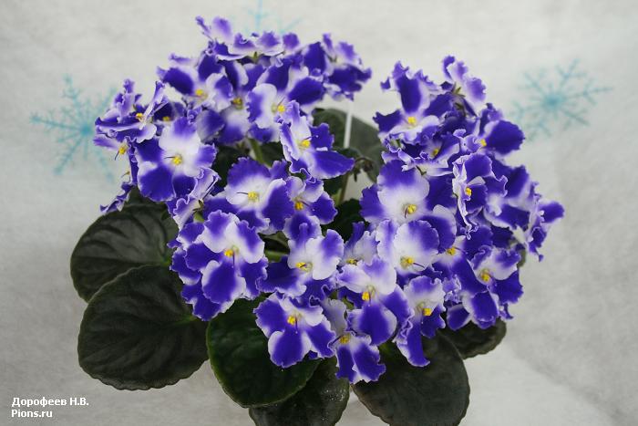 Optimara Ultra Violet