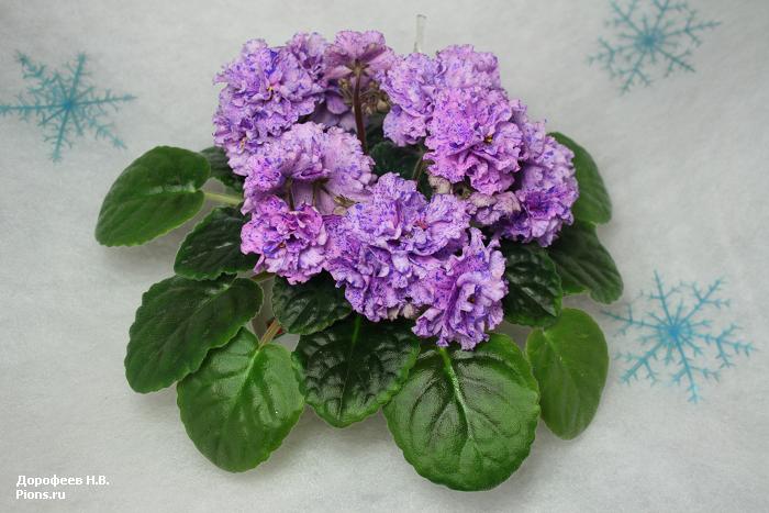ЛЕ-Писанка