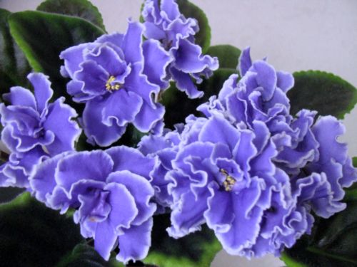 Caribbean Blue.jpg