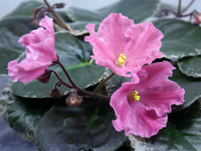 Buckeye Inspiration Pink.jpg