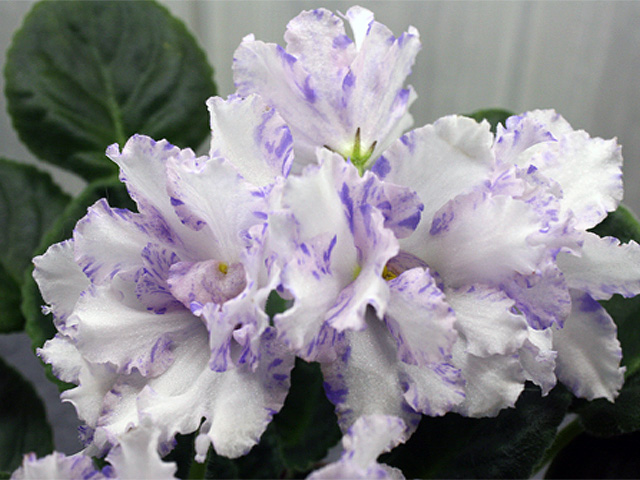 Neptune's Jewels.jpg