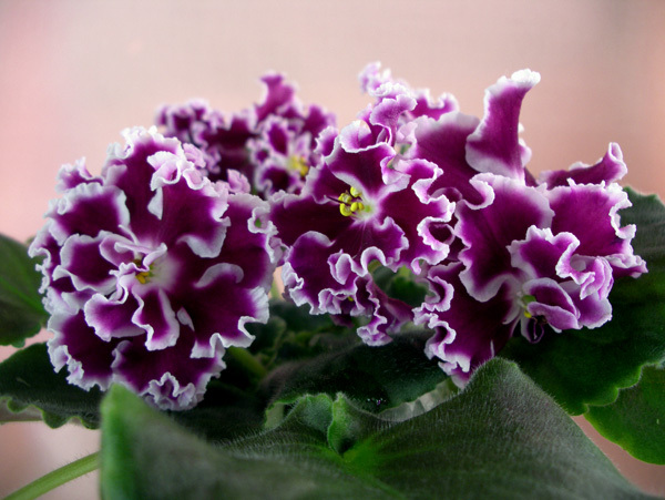 Атаман.JPG
