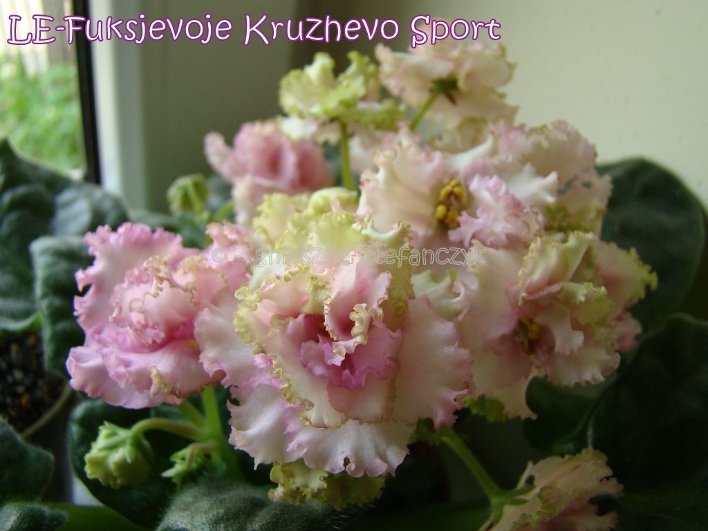 ЛЕ-фУКСИЕВОЕ Кружево сп.JPG