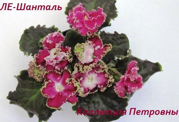 ЛЕ-Шанталь.JPG