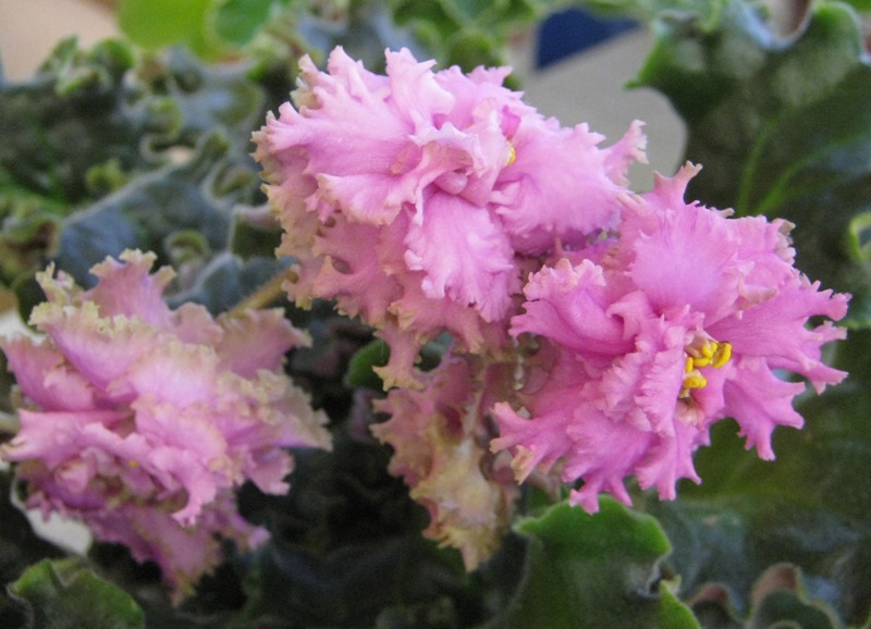 Island Rose.JPG