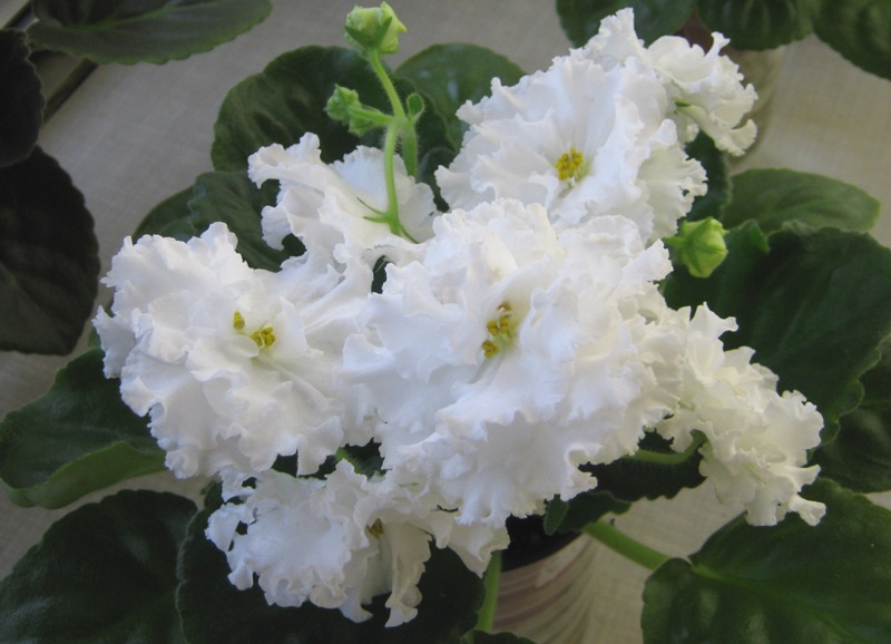 ЕК-Белая Королева.JPG