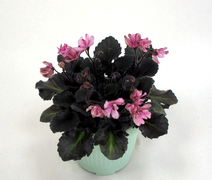 Imp’s-Pretty-Deadly.jpg