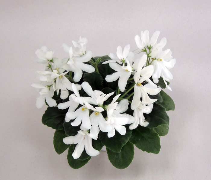 Lunar-Lily-white.jpg