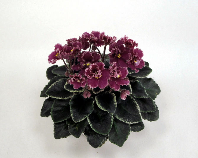 Jolly-Frills.jpg