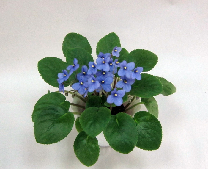 S.rupicola.jpg
