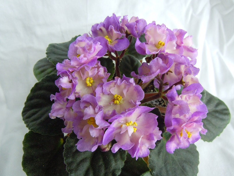 DSCN9056.JPG