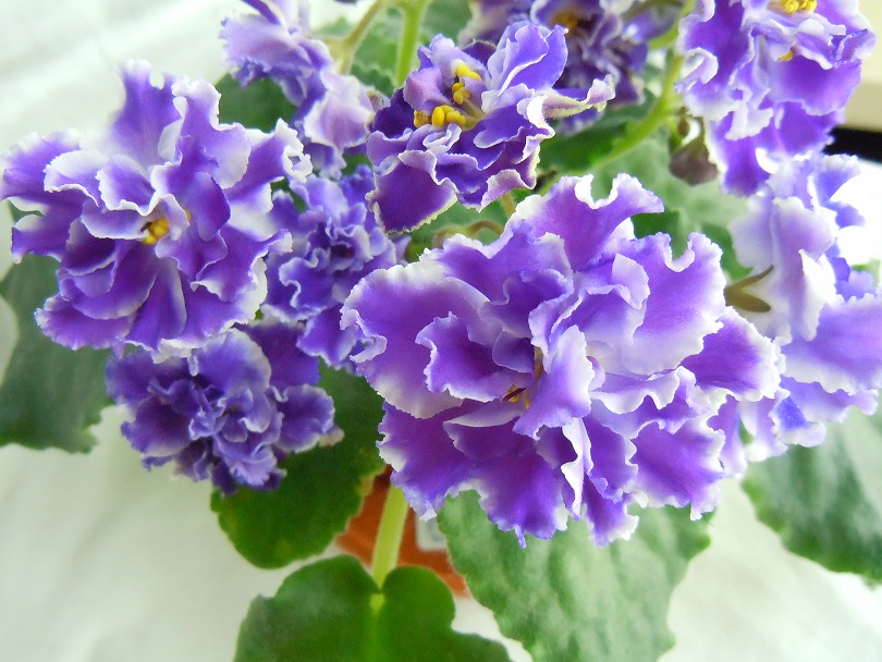DSCN9070.JPG
