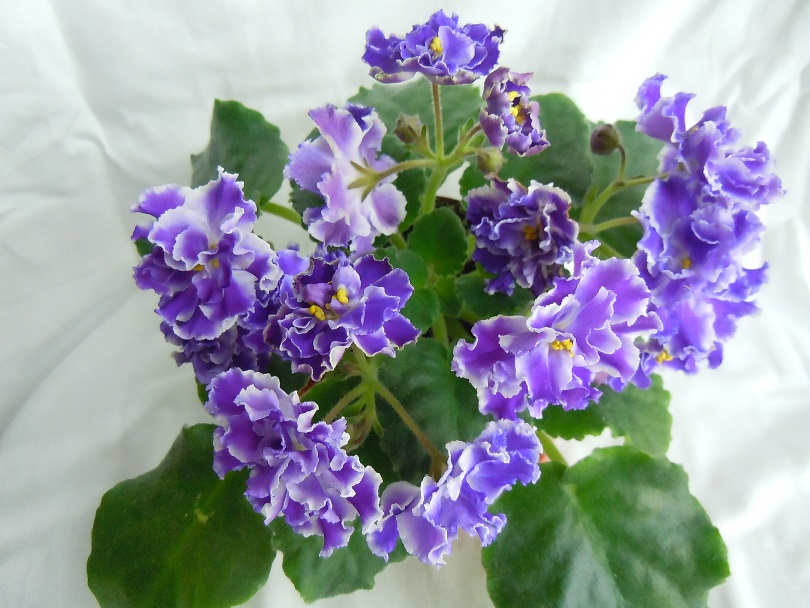 DSCN9069.JPG