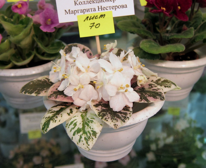 Н-Царевна-Лягушка.jpg
