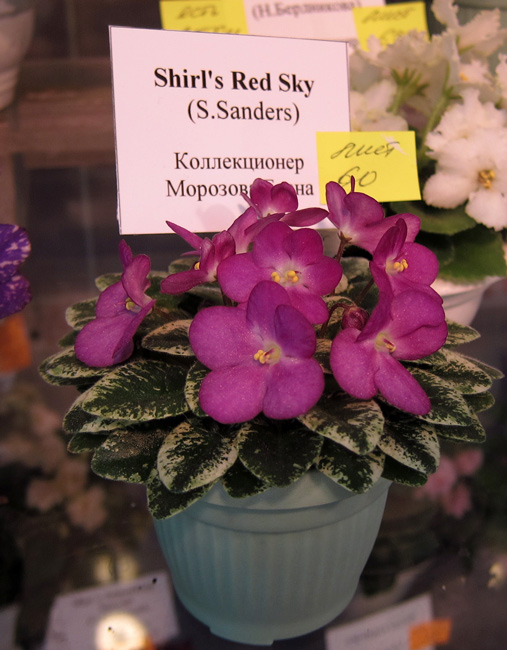 Shirl's-Red-Sky.jpg