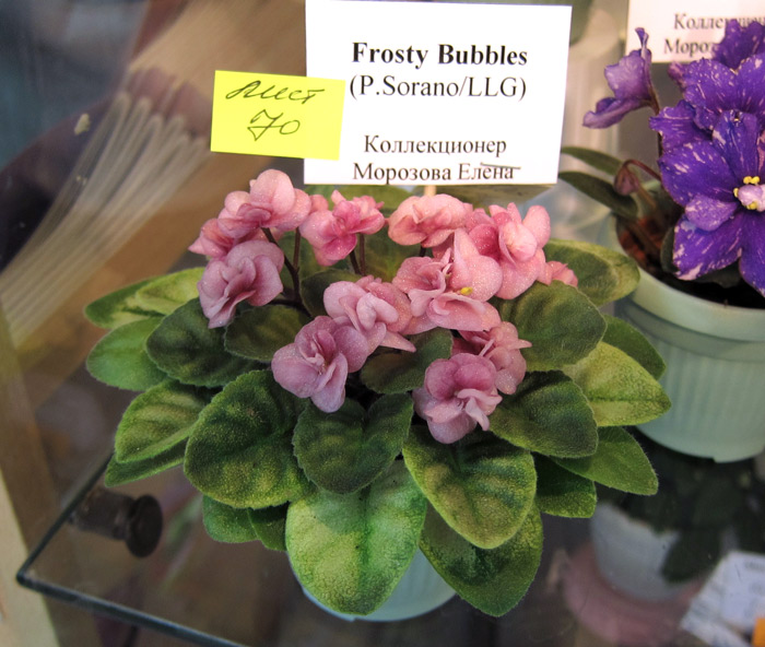 Frosty-Bubbles.jpg