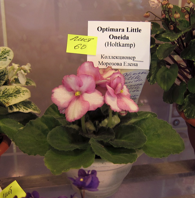 Optimara-Little-Oneida.jpg