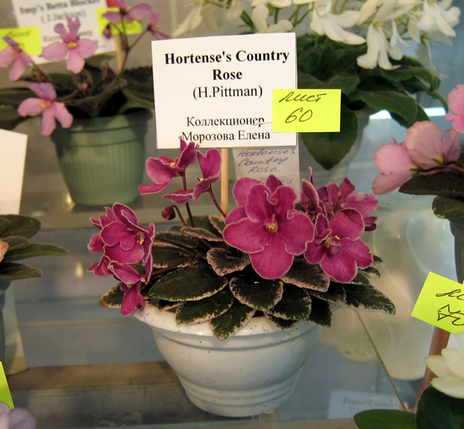 Hortense's--Country-Rose.jpg