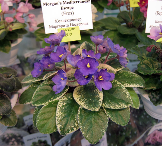 Morgan's-Mediterranean-Esca.jpg