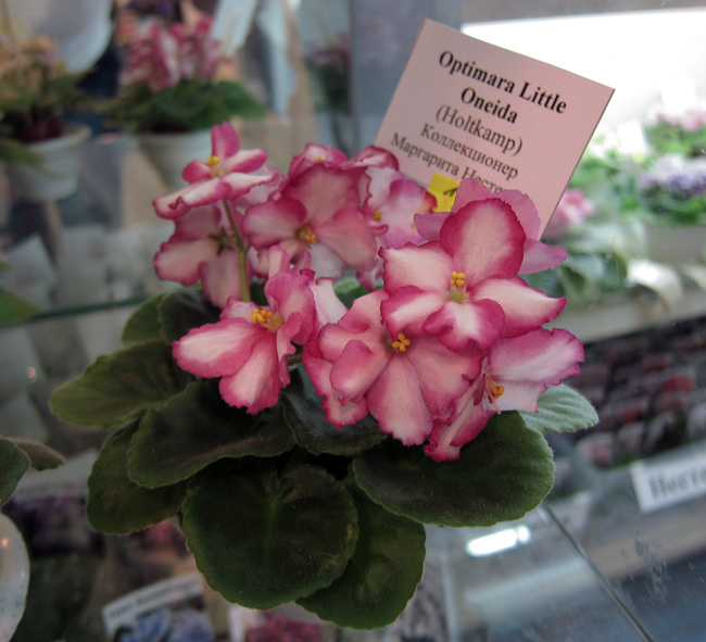 Optimara-Little-Oneida-(H).jpg