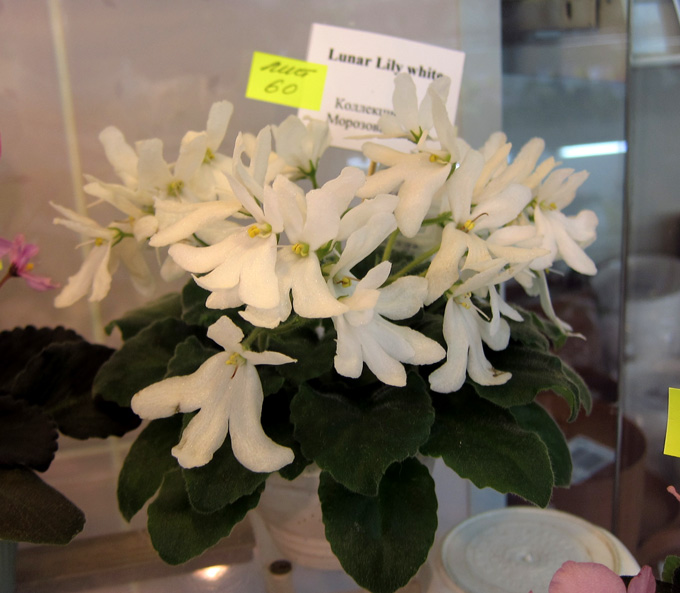 Lunar-Lily-white.jpg