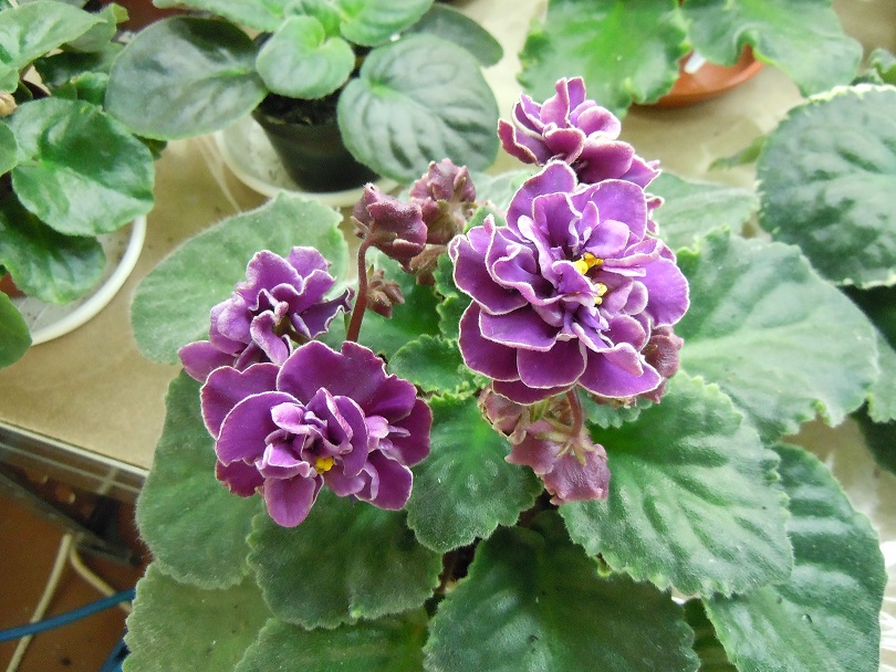 DSCN9097.JPG