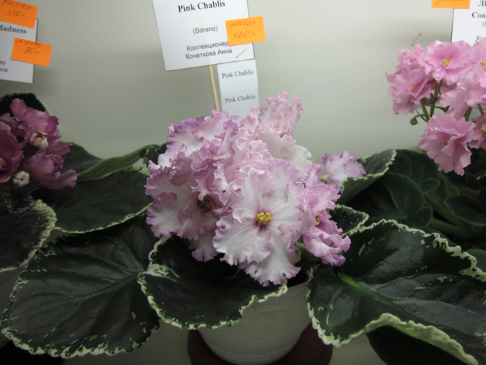 Pink-Chablis.jpg