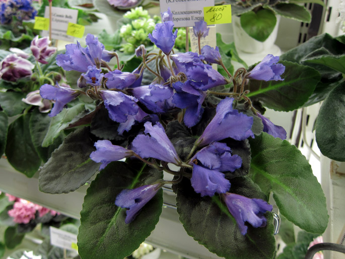 Senk's-Big-Bells.jpg