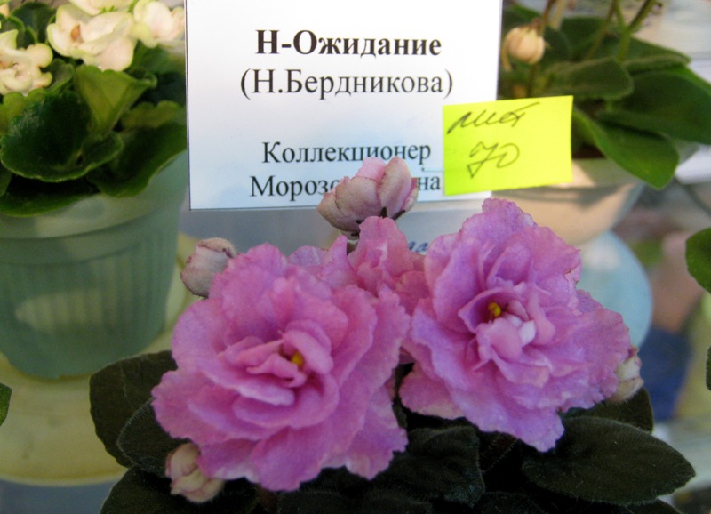 IMG_1084.JPG