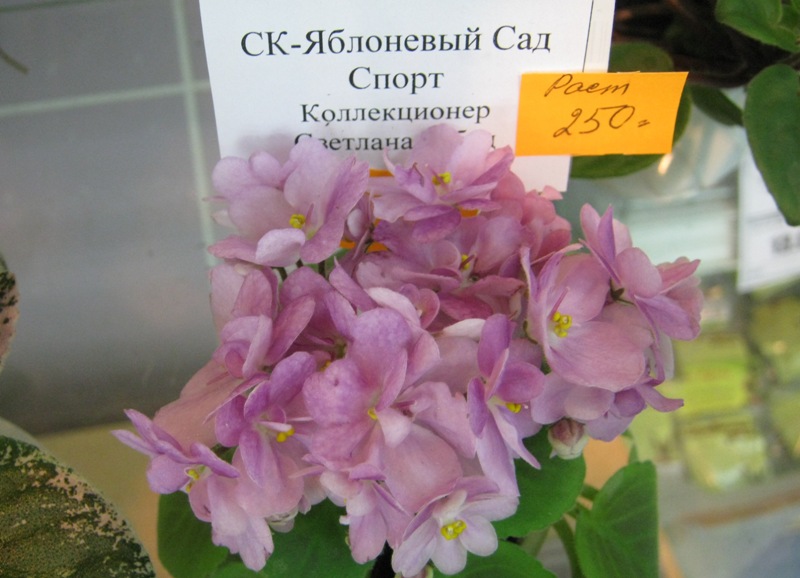 IMG_1091.JPG