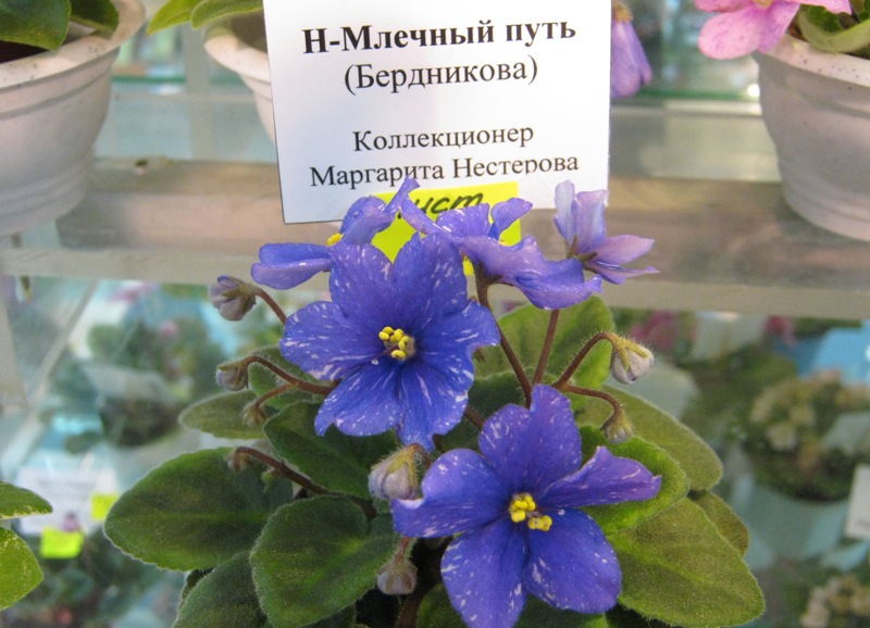 IMG_1075.JPG