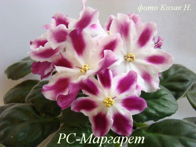 DSC03983.JPG