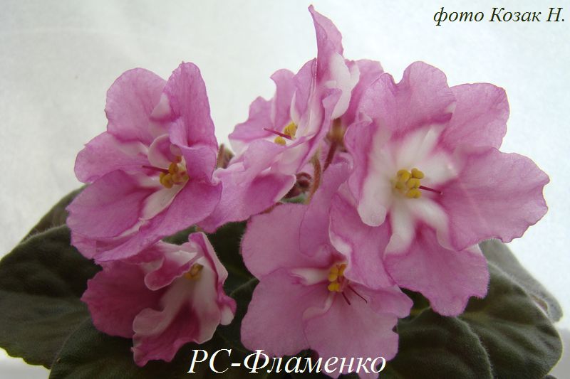 DSC06075.JPG