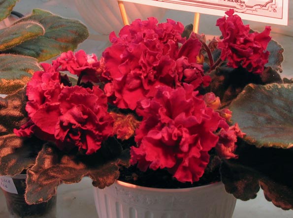 Станд зар сел 3 место (Ness' Antique Red).jpg